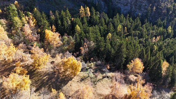Sonniges Landwirtschaftsland mit Stall bei Leukerbad 4