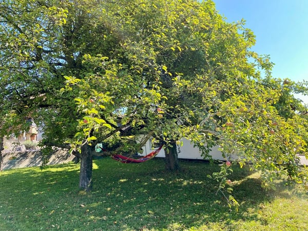 Mehrfamilienhaus mit drei Wohnungen und grossem Umschwung 3
