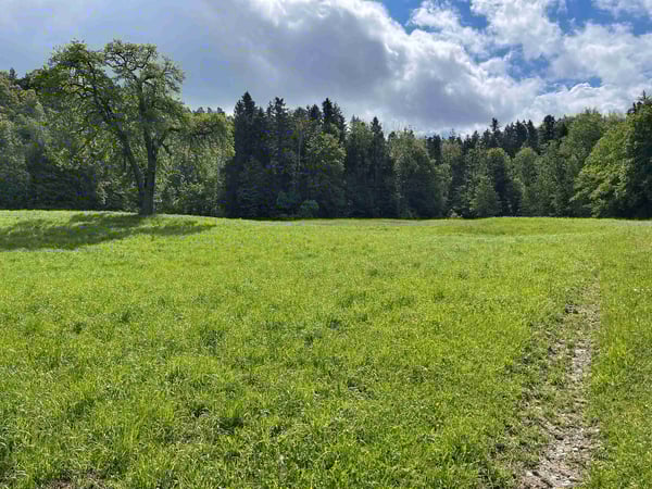 Traumhaftes Bauland inmitten der Natur in Wittenbach 4