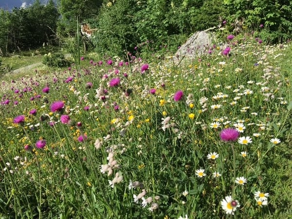 Gemütliche 1.5-Zimmer-(Ferien)-Wohnung in Braunwald -autofrei- mit fantastischem Panoramablick 23