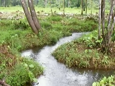Garden / Outdoor Area. A small stream flows through a lush, green area surrounded by trees and vegetation.