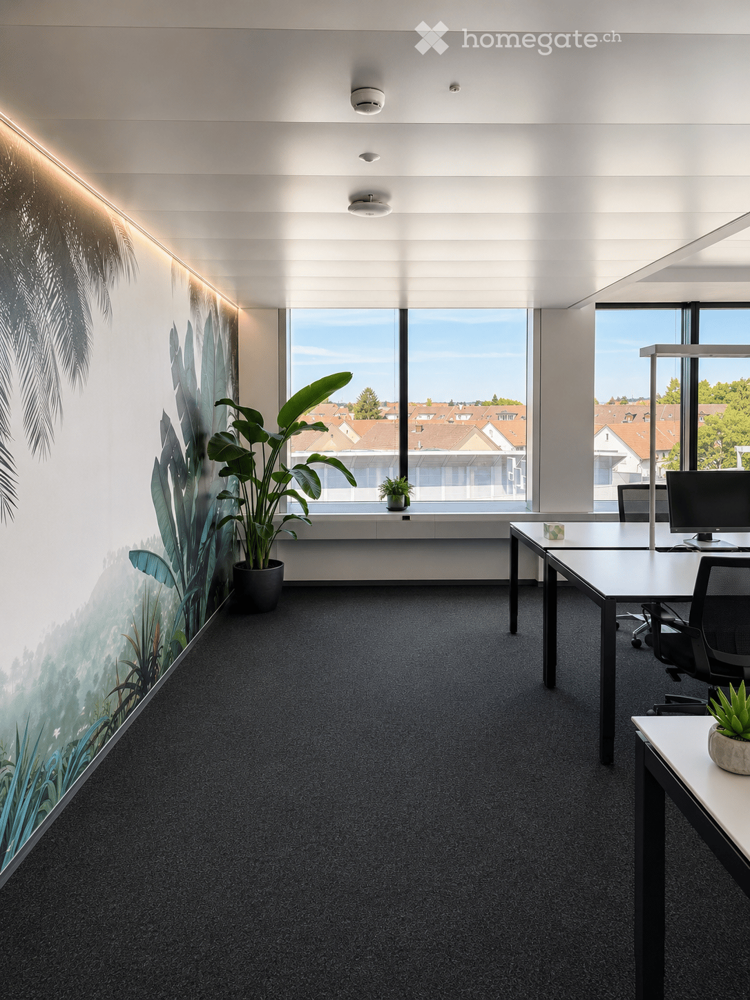 Modern office space with large windows, grey carpet, white walls, and a large leafy plant in a pot. A desk with a computer and chair is positioned near the window, with additional smaller plants on the desk.