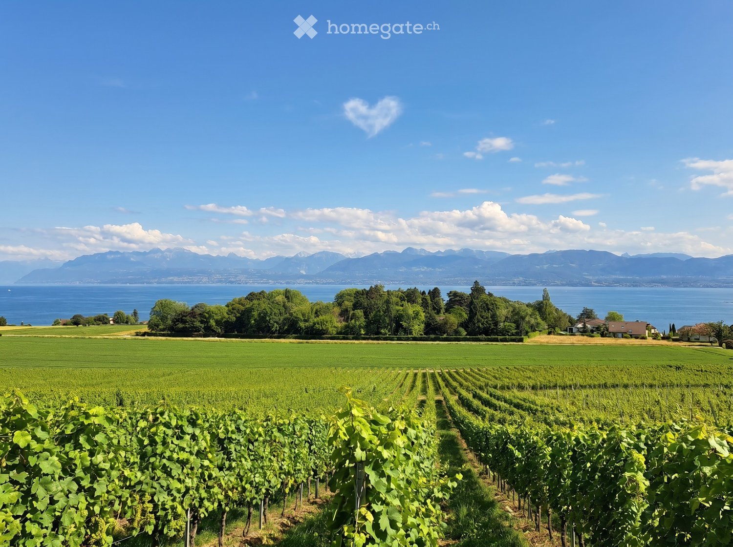 A vineyard with rows of grapevines, surrounded by green fields, trees, and a body of water with mountains in the background.