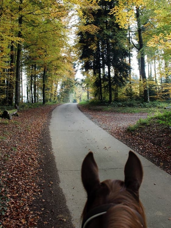 Einzigartige Pferderanch mit vielseitigem Nutzungspotential 23