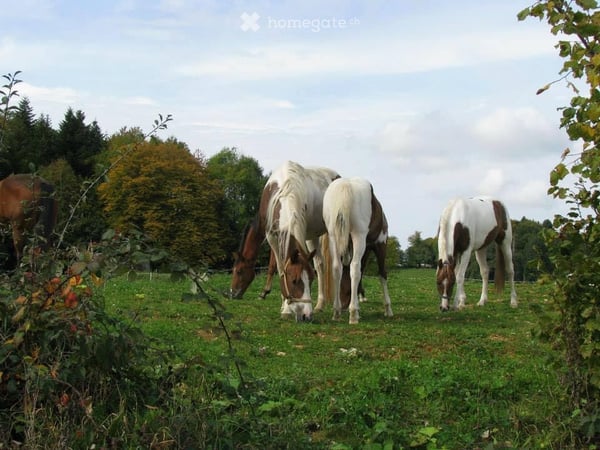 Einzigartige Pferderanch mit vielseitigem Nutzungspotential 20