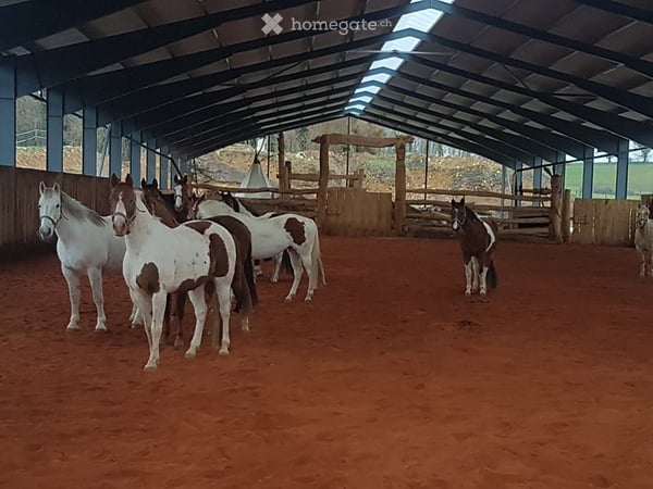 Einzigartige Pferderanch mit vielseitigem Nutzungspotential 15
