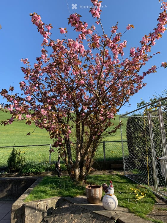 grosszügige 4.5 ZW EG/1.OG mit Garten in Hasle LU 21