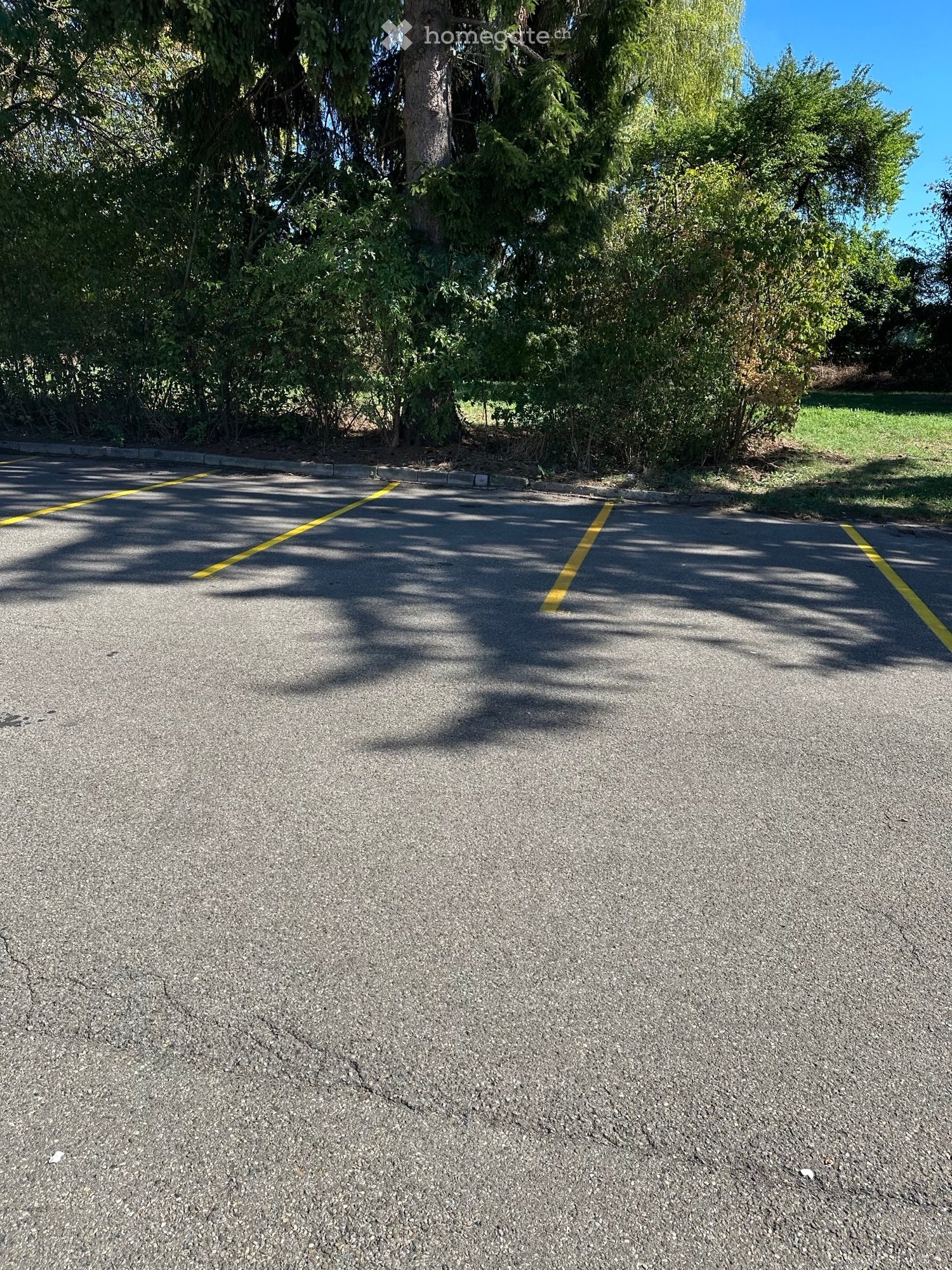 A paved driveway with yellow lines, surrounded by trees and greenery, leading to a residential area.