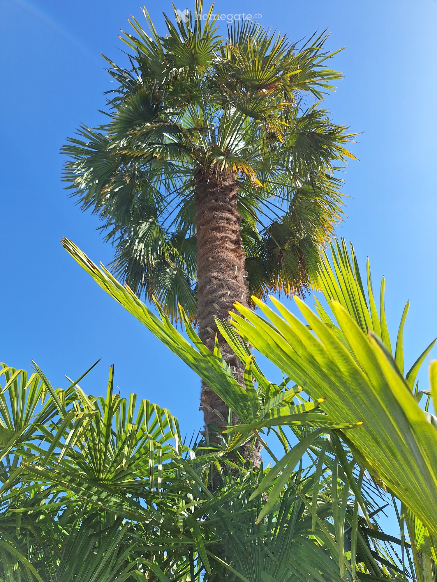 A tall palm tree with lush green fronds against a clear blue sky, surrounded by smaller palm leaves in the foreground.
