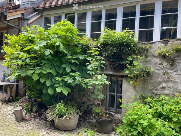 Reiheneinfamilienhaus in Murten 3