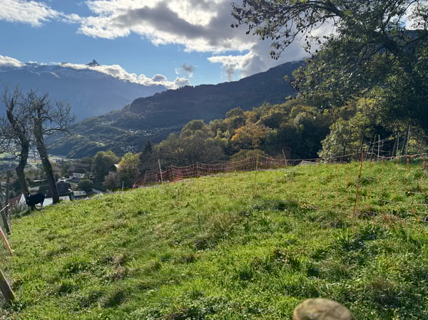 Terrain / Les Neyres / Libre de mandat / EXCLUSIVITE 1