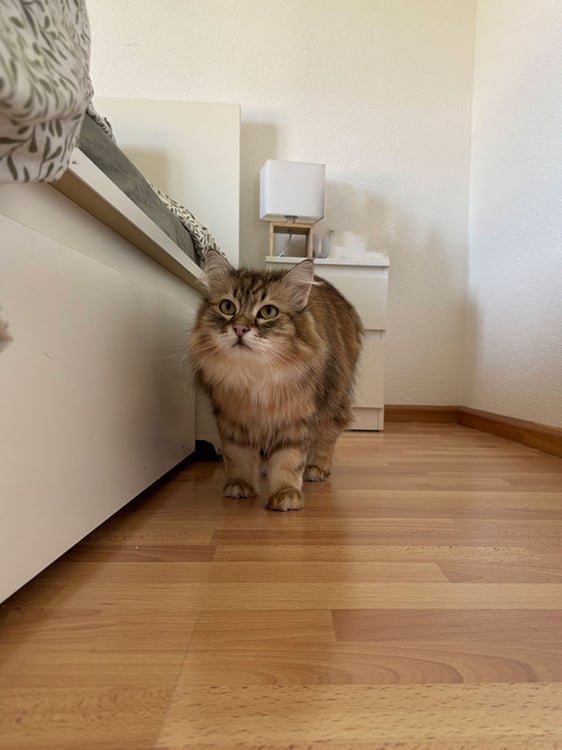 Appartement 1.5 pces de plain-pied 7