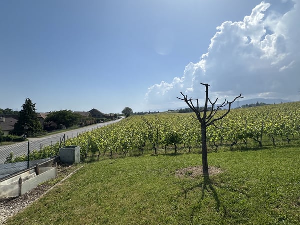 Charmant appartement de 3.5 pièces au coeur de Luins 2