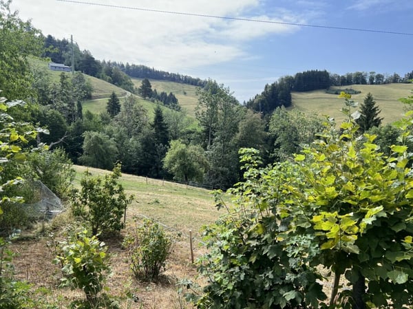 Freiheit braucht Raum - Naturrefugium Rotenfluh 952 7