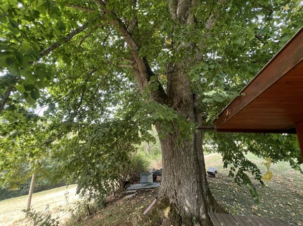 Freiheit braucht Raum - Naturrefugium Rotenfluh 952 2