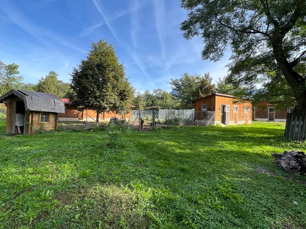 Pension professionnelle canine et féline 3