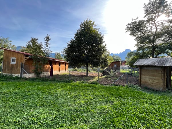 Pension professionnelle canine et féline 2