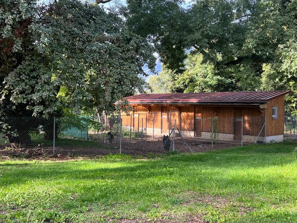 Pension professionnelle canine et féline 1