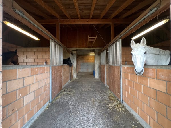 Ferme équestre 4,5 pièces, écurie, paddock, parcs 6