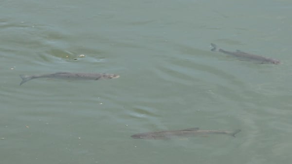 Spezielle Liegenschaft für Leute die etwas aussergewöhnliches suchen 2