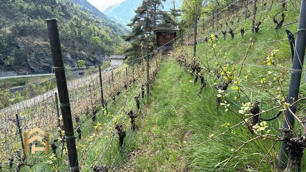 Ihr Rückzugsort zwischen Reben und Sonne  charmantes Rebland in Stald 7