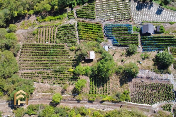 Ihr Rückzugsort zwischen Reben und Sonne  charmantes Rebland in Stald 2