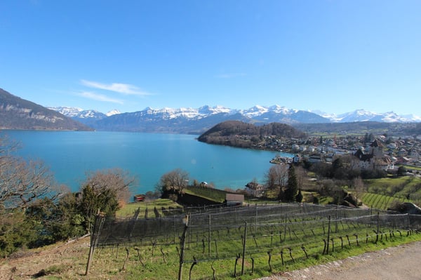 Neue 4.5-Zimmer-Eigentumswohnungen in Spiez 6