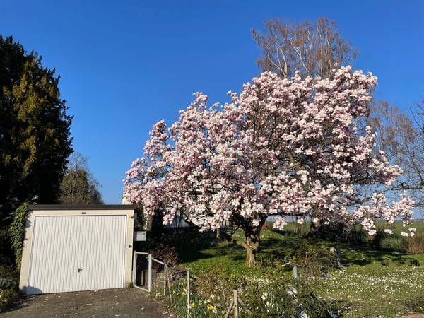 Freistehendes 5-Z-EFH mit Wintergarten u.gr. Garten mit schönem Baumbestand in Witterswil – 3
