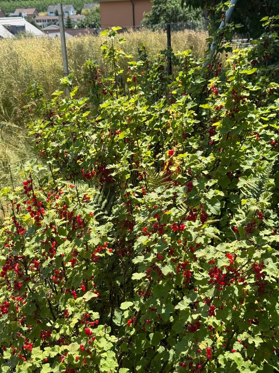 Freistehendes 5-Z-EFH mit Wintergarten u.gr. Garten mit schönem Baumbestand in Witterswil – 7