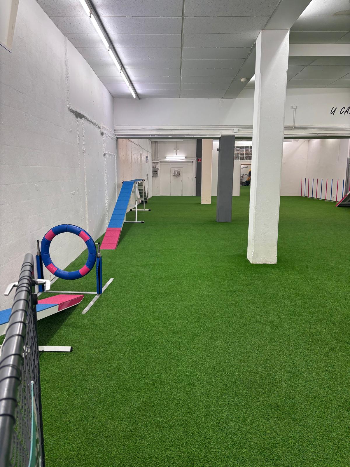 Indoor sports facility with green turf, dog agility equipment, white pillars, wall mounted light fixtures