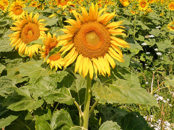 OBERENGSTRINGEN - ATTRAKTIVES DOPPELHAUS - 1 ZIMMER 2