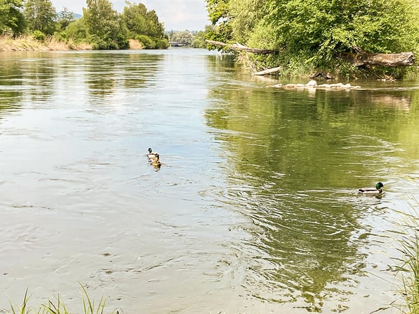 OETWIL AN DER LIMMAT - ERSTKLASSIGE TERRASSENWOHNUNG 3