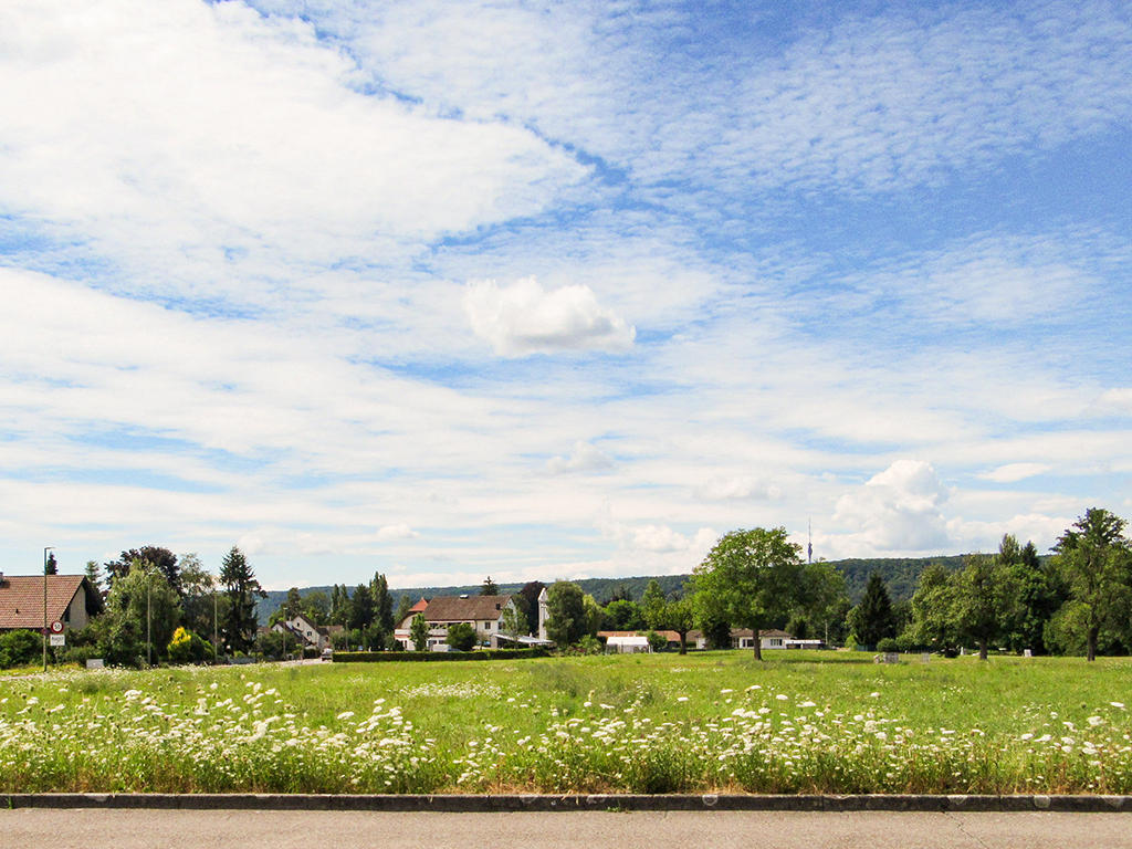 large green field with white flowers, houses in the background, trees, mountains