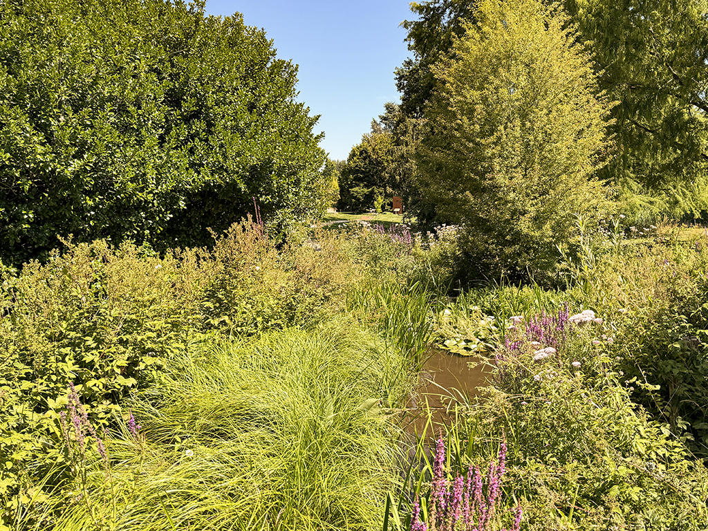 lush greenery, small stream, variety of plants, trees, shrubs, flowers, clear blue sky