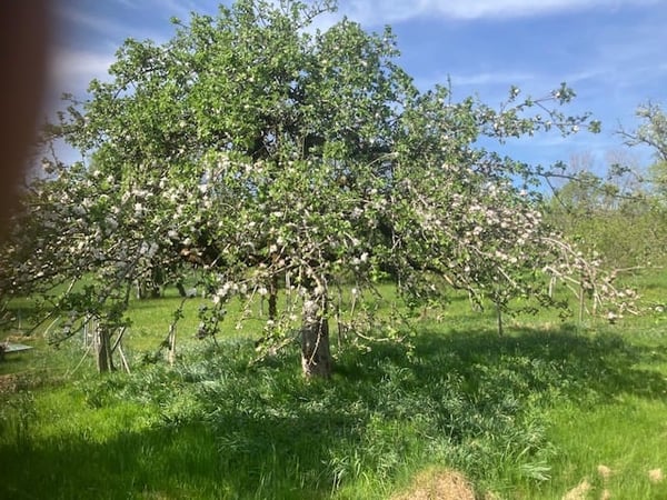 Ancienne ferme de 8 pièces à rénover située en campagne 12