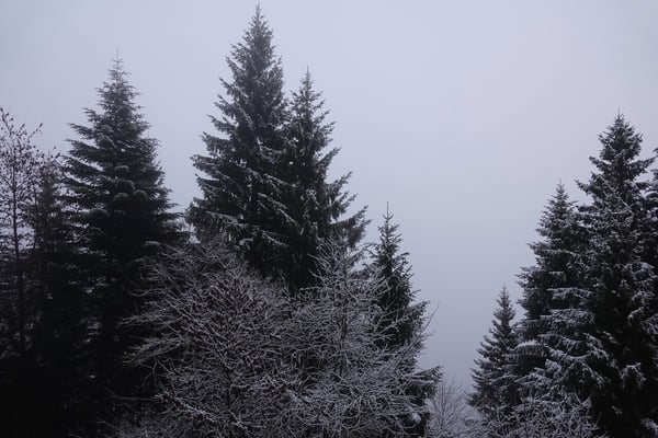 Charmant 1.5 pièces meublé à Torgon Calme, sans vis-à-vis 3