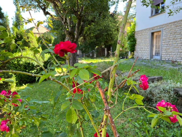 5.5 pièces avec jardin, proche de toutes les commodités 1