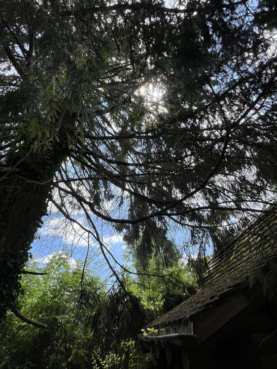 1.5-Zimmer Einfamilienhaus mit einem idyllischen Umschwung, verschiedenen Sitzplätzen + Gartenhaus. 34