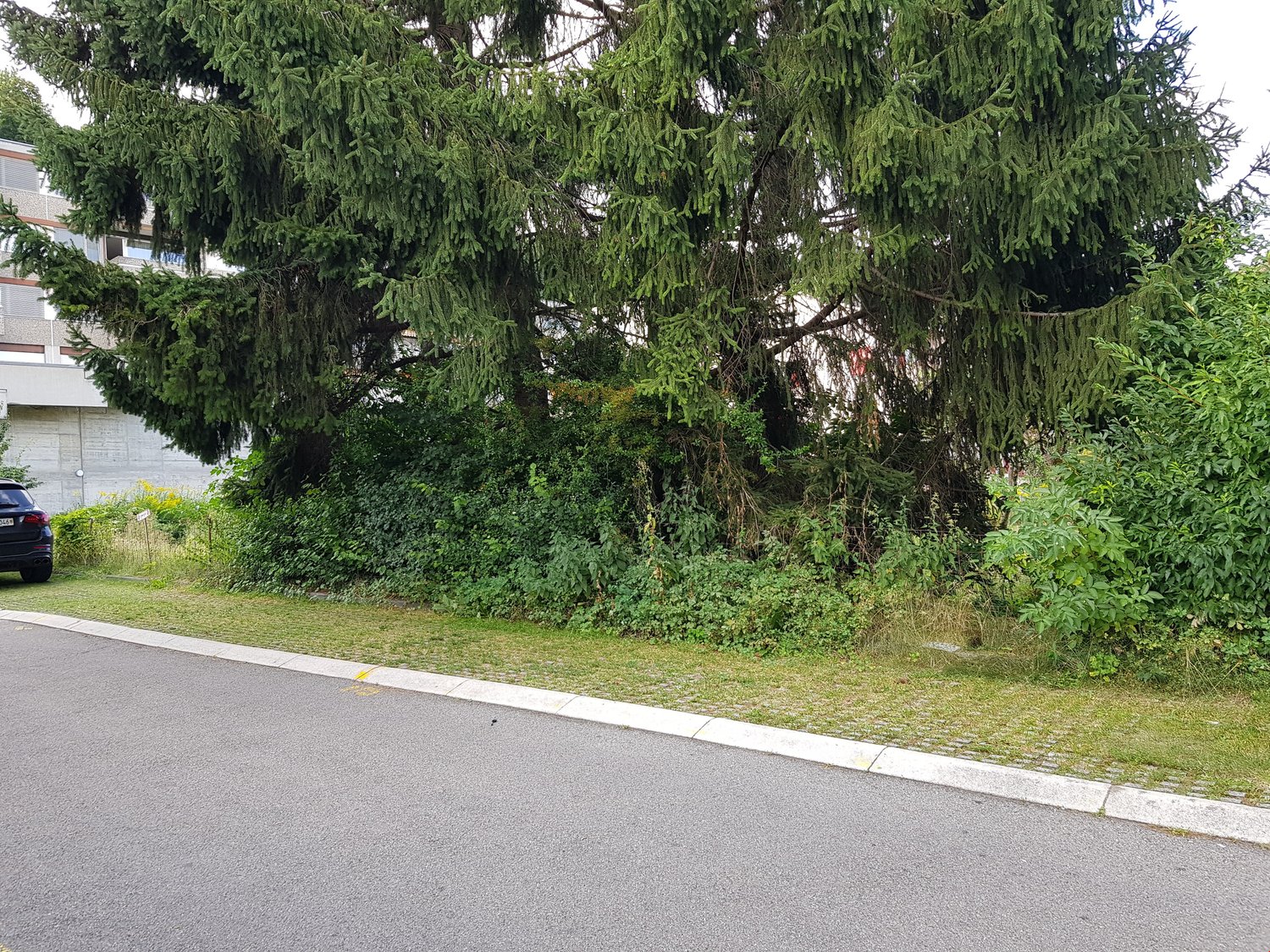 A wild and overgrown garden area with various types of vegetation, including shrubs, trees, and grasses.