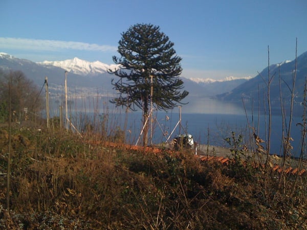 Wiesen- und Waldgrundstück mit einmaliger Sicht in Brissago 3