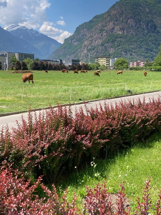 Pratico 1.5 locali immerso nel verde 1