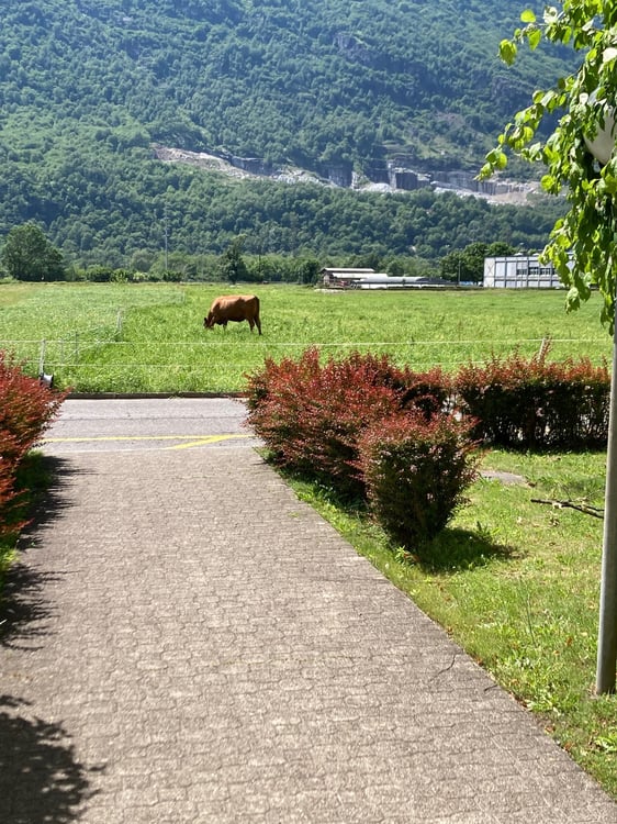 Luminoso 1.5 locali con balcone e parco 12
