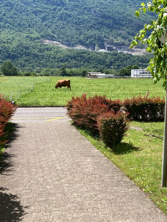 Luminoso 1.5 locali con balcone e parco 10