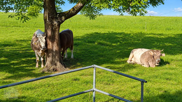 Selbstversorger Stall mit Auslauf für zwei Pferde zusammen 9