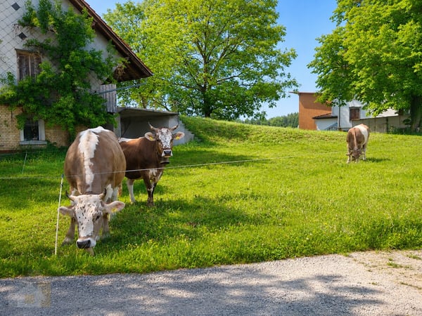 Selbstversorger Stall mit Auslauf für zwei Pferde zusammen 3