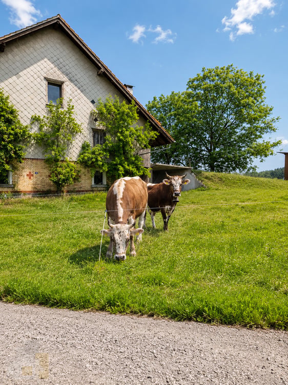 Selbstversorger Stall mit Auslauf für zwei Pferde zusammen 11
