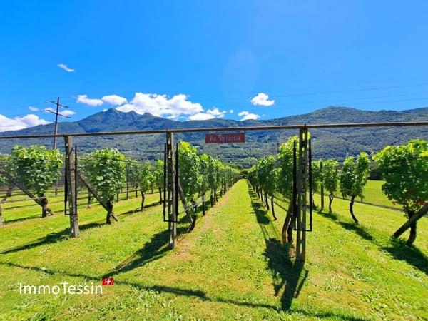 Villa mit Rebberg und riesigem Grundstück von 2200 m2 in Giubiasco 4