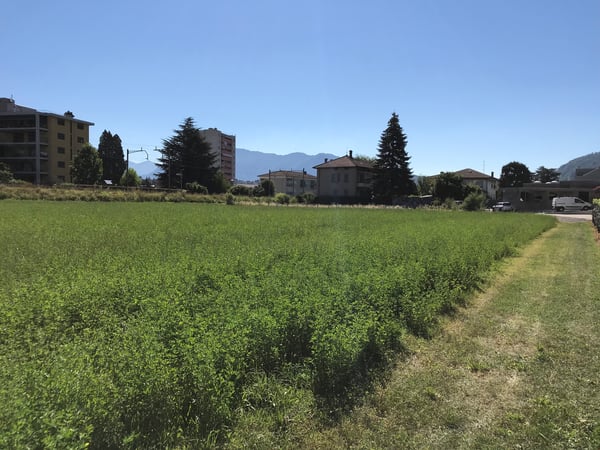 Terreno edificabile di facile accesso 11
