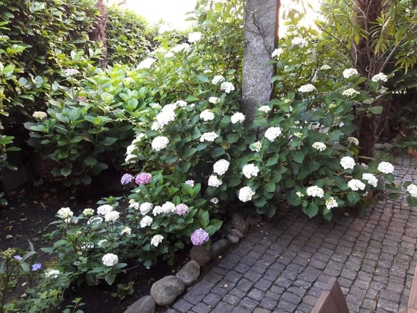 1.5 con giardino nel nucleo di Solduno a Locarno - 1.5 Gartenwohnung 7