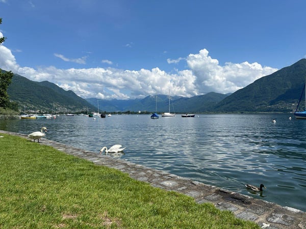 Moderno appartamento di 1.5 locali con piscina a Minusio 22